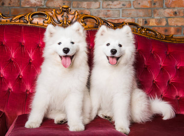 istock Samoyed dogs on the red luxury couch 1165780728