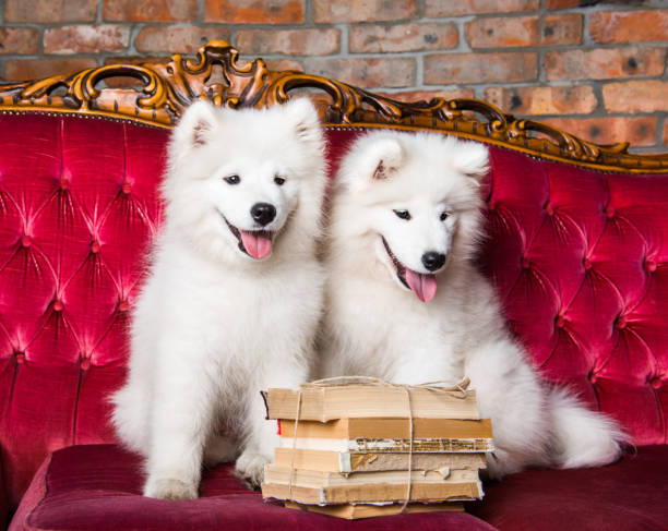 istock Two White fluffy Samoyed puppies dogs with books 1165780747