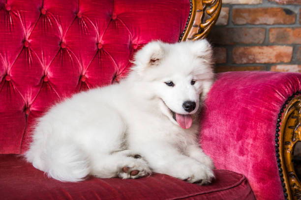 istock Samoyed dog puppy on the red luxury couch 1165780756