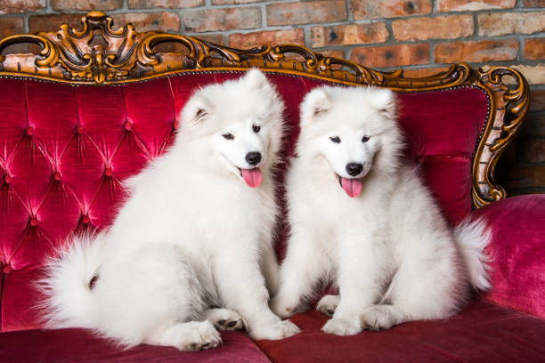 istock Samoyed dogs on the red luxury couch 1165780758