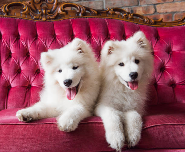 istock Samoyed dogs on the red luxury couch 1165780764