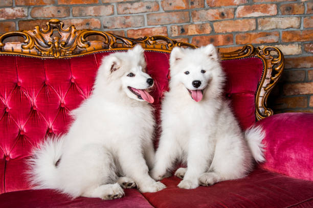 istock Samoyed dogs on the red luxury couch 1165780765