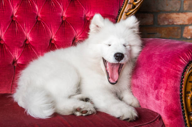 istock Samoyed dog puppy on the red luxury couch 1165780776
