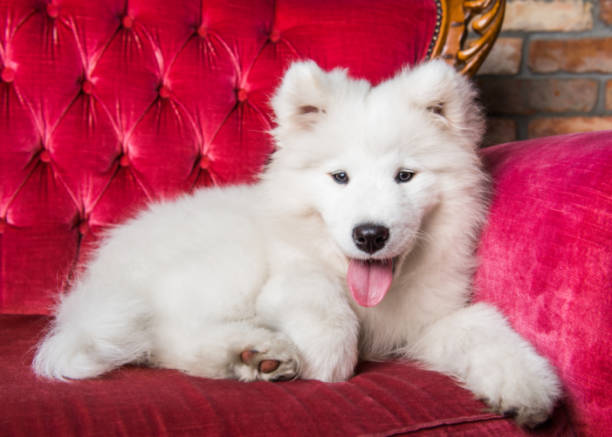 istock Samoyed dog puppy on the red luxury couch 1165780781