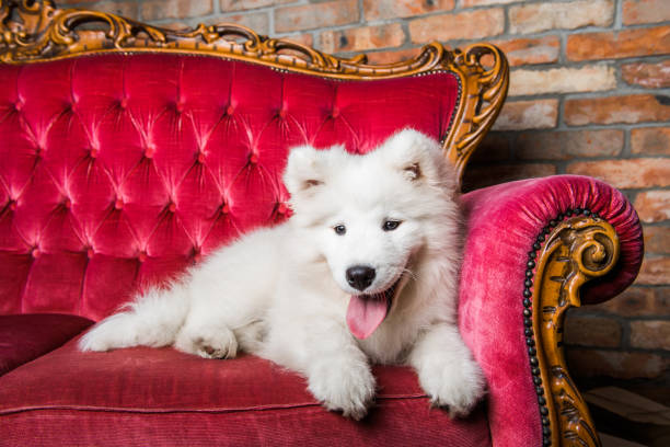 istock Samoyed dog puppy on the red luxury couch 1165780841
