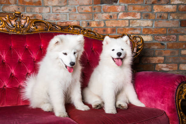 istock Samoyed dogs on the red luxury couch 1165780848
