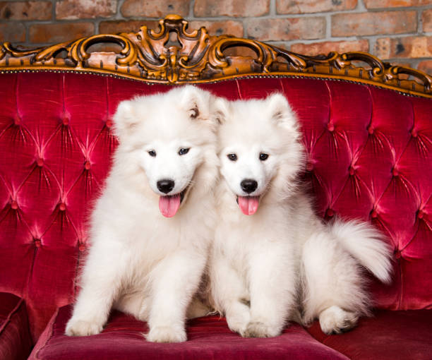 istock Samoyed dogs on the red luxury couch 1165780849