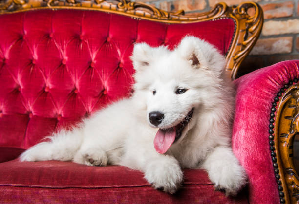 istock Samoyed dog puppy on the red luxury couch 1165780854