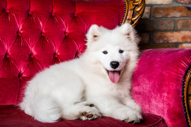 istock Samoyed dog puppy on the red luxury couch 1165780861