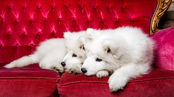 istock Samoyed dogs on the red luxury couch 1165780868