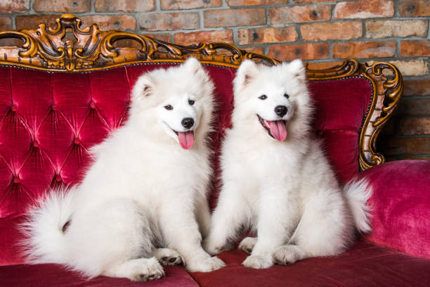 istock Samoyed dogs on the red luxury couch 1165780877