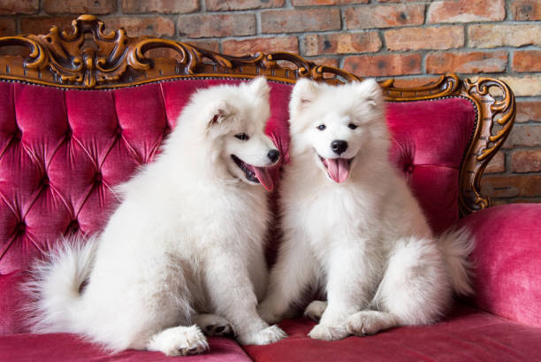 istock Samoyed dogs on the red luxury couch 1165780879