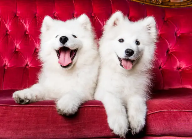 Funny Samoyed dogs on the red luxury couch