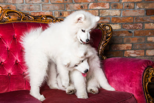 istock Samoyed dogs puppies are playing on the red luxury couch 1165780885