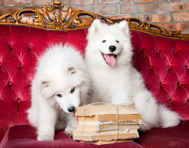 istock Two White fluffy Samoyed puppies dogs with books 1165780890