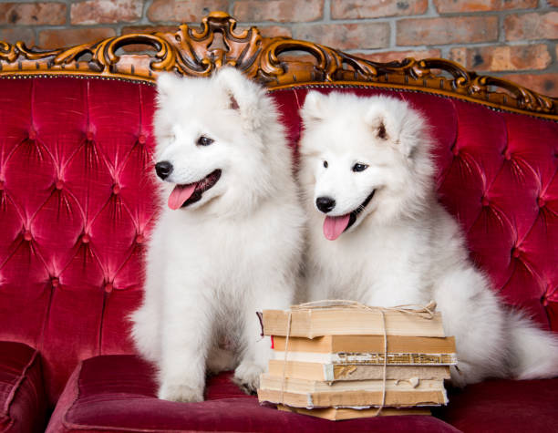istock Two White fluffy Samoyed puppies dogs with books 1165780894