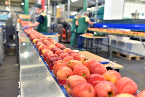 fábrica de alimentos: línea de montaje con manzanas y trabajadores photo