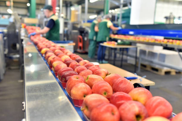 food factory: assembly line with apples and workers - conveyor belt fotos imagens e fotografias de stock