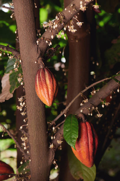 istock New growing cacao pods 1165785497
