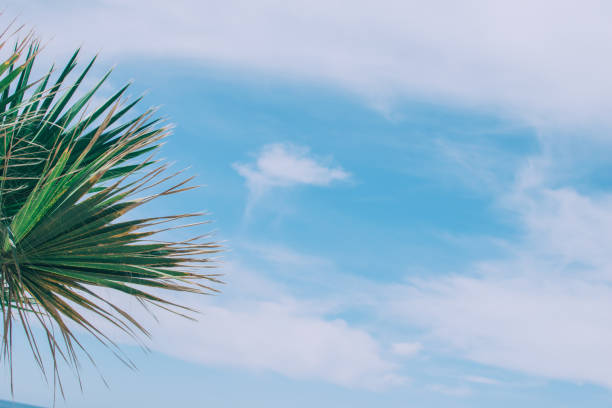 istock Green foliage palm trees. 1165785602