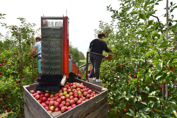 istock Apple harvesting - workers on a modern machine harvest apples on the plantation 1165786590