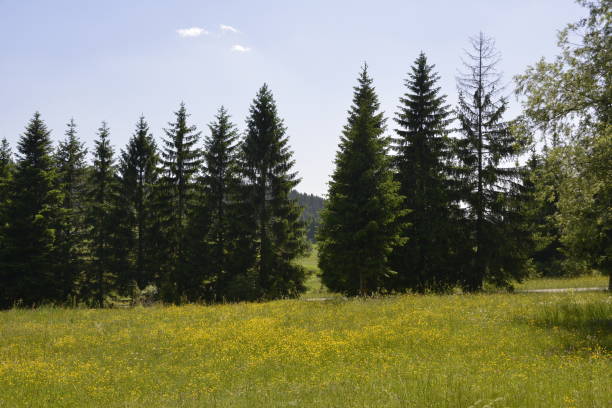 istock Large Spruces on the high mountains 1165788001