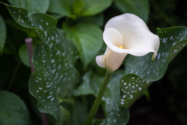 Spotted calla lily stock photo