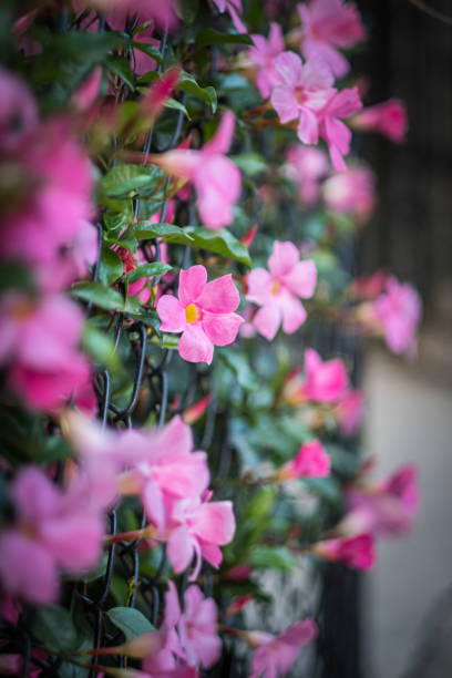 istock Pink mandevilla blossoms through fence 1165788619
