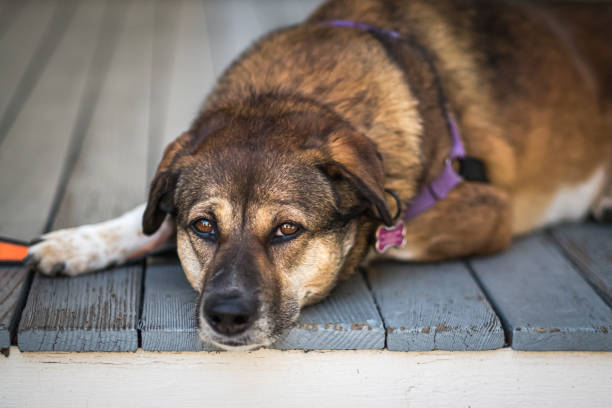 istock Patient dog on porch 1165788660