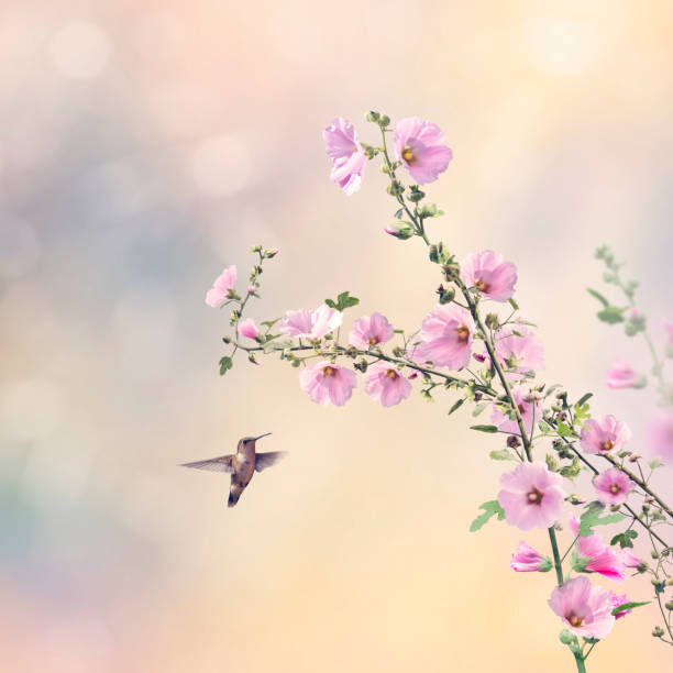 istock Humming bird and Hollyhock flowers 1165790124