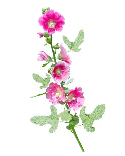 Pink hollyhock flower isolated on white background