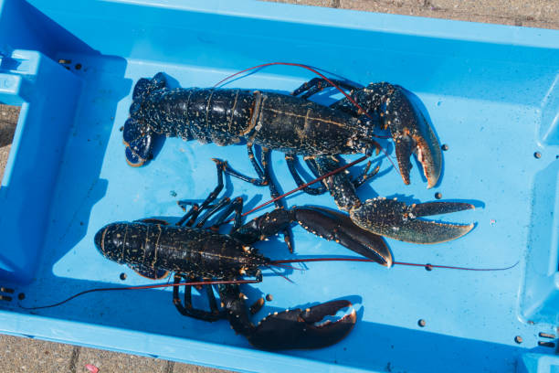 istock Breton alive lobsters in a blue box 1165790327