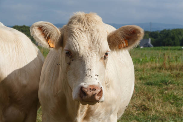 istock Charolaise cows in a field in Brittany 1165790936