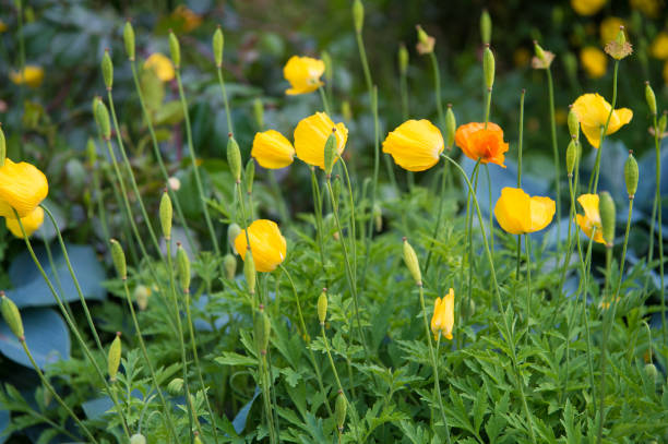 die quelle des betäubungsmittels opium. gelbe mohnblüte. mohnblumen im blumenbeet. mohnknospen mit gelben blütenblättern auf natürlichem grünen hintergrund. mohnpflanzen blühen am sommertag - poppy flower opium poppy formal garden stock-fotos und bilder