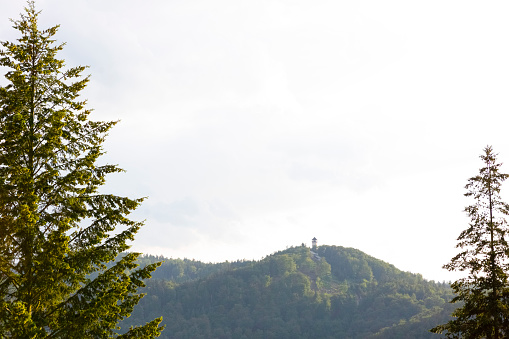 Spruce trees and hill with lookout tower, beautiful nature background with copy space, full frame horizontal composition