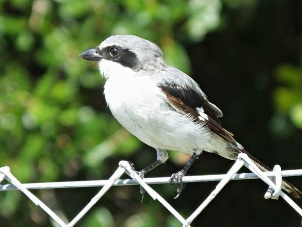 istock Loggerhead Shrike (Lanius ludovicianus) on a chainlink fence 1165792036