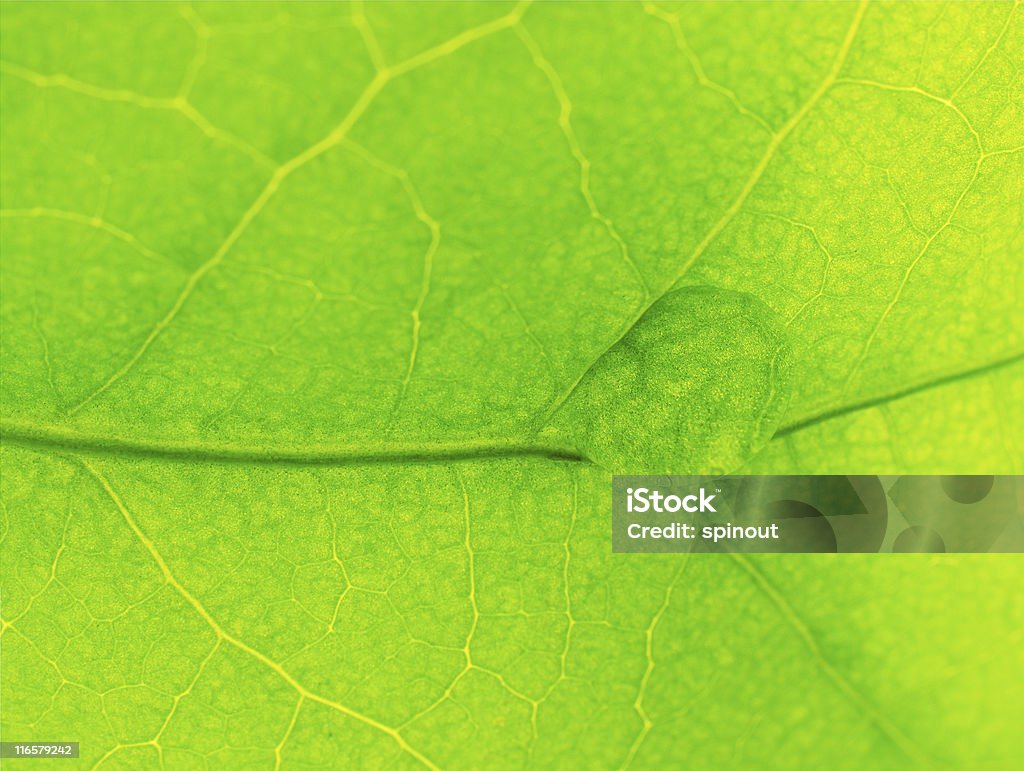 Ivy de folha - Foto de stock de Abstrato royalty-free