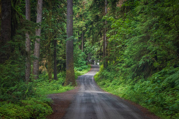 istock Road of Mystery 1165795263