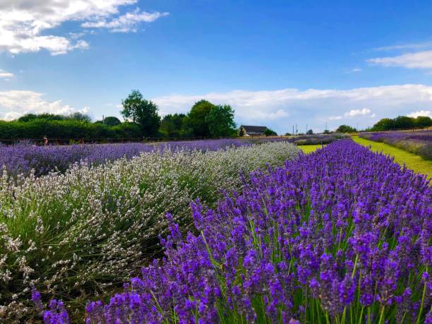istock Lavender fields rows of purple & white 1165797361