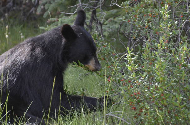istock Black bear eating buffalo berries 1165798727
