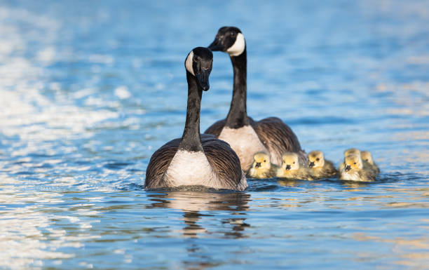 Geese with goslings stock photo