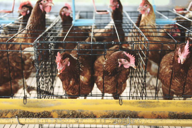 istock Hen in cage agriculture on indoors chicken farm egg 1165804325