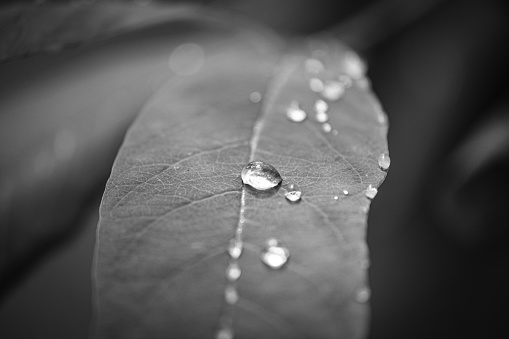 A leaf and raindrops) in close-up at Bellevue Botanical Garden, WA