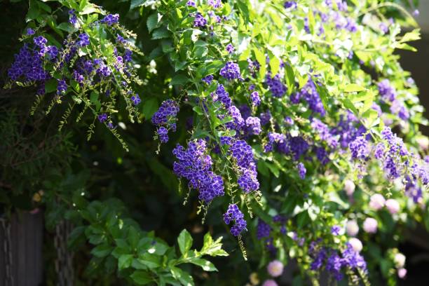 istock Duranta repens flowers 1165812879