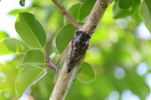 istock Cicada in Japan, summer vacation 1165816879
