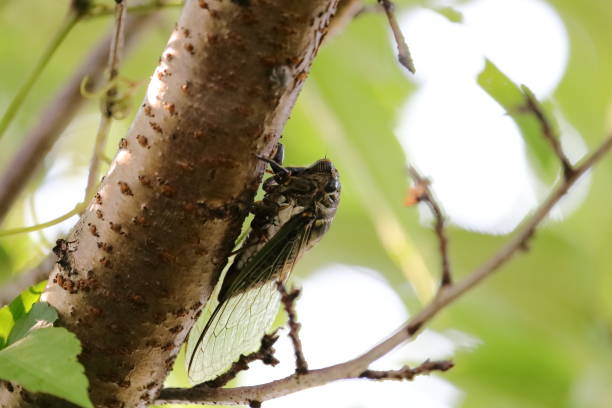 istock Cicada in Japan, summer vacation 1165818533