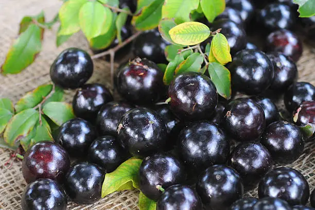 Photo of jabuticaba, Myrciaria cauliflora, fruit