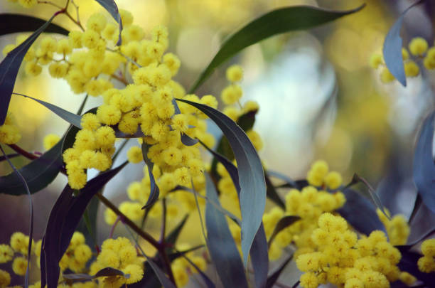 Dreamy background of yellow flowers in dappled light of the Golden Wattle, Acacia pycnantha, family Fabaceae. Endemic to inland southeastern Australia. Seeds and gum are used as food by aboriginals. Tannin from the bark was extracted for tanning leather in Australian settlement colonies. Appears on the Australian Commonwealth coat of arms. acacia tree photos stock pictures, royalty-free photos & images
