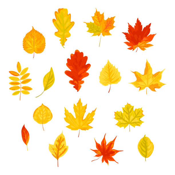 illustrations, cliparts, dessins animés et icônes de 1/2 ' 3 '4 ' 2 1'2 ' rgb - autumn leaf isolated white background