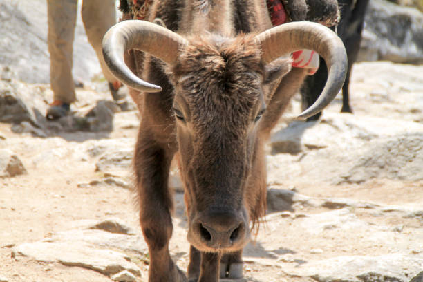 Yak carrying supplies up everest basecamp trail